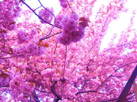 Pink Sakura Blossoms