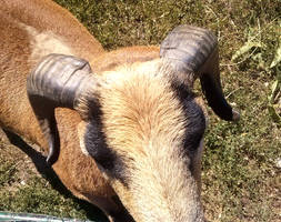 sheep horns stock