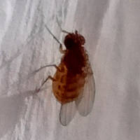 Drosophila