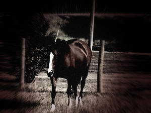 My Horse......