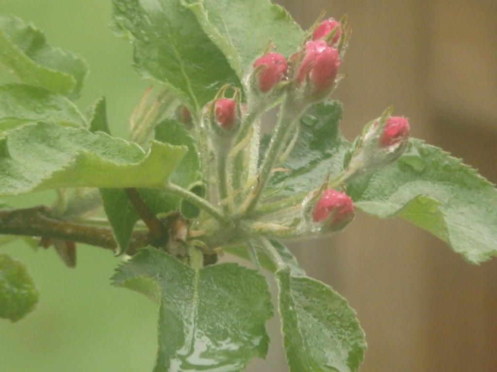 Apple Buds