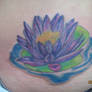 Lily cover up after
