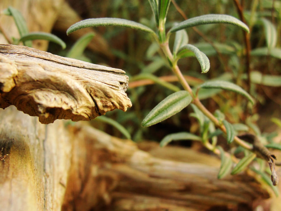 Doob Roots Root by Meg94 on DeviantArt