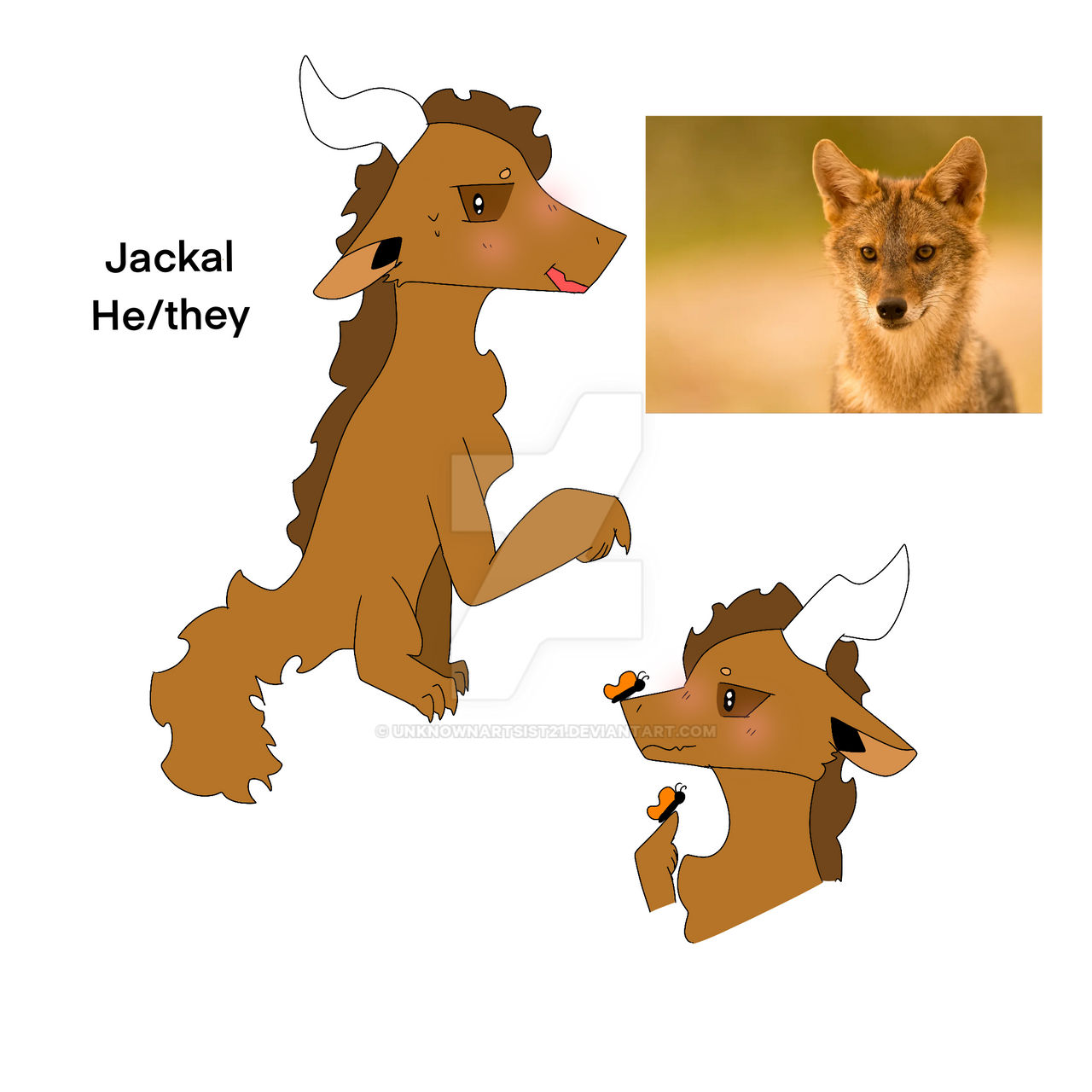 Jackal ref sheet by Unknownartsist21 on DeviantArt