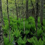 Green leaves from the old era