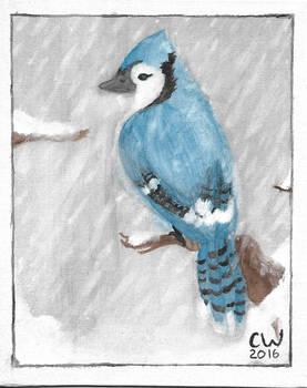 Blue Jay Watercolour
