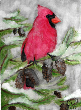 Cardinal Watercolour