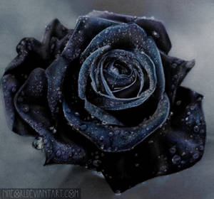 Black Rose