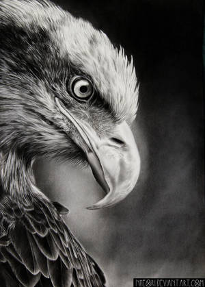The eagle by Nheori The eagle by Nheori