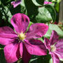 Clematis Flower