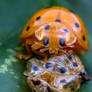 LadyBird