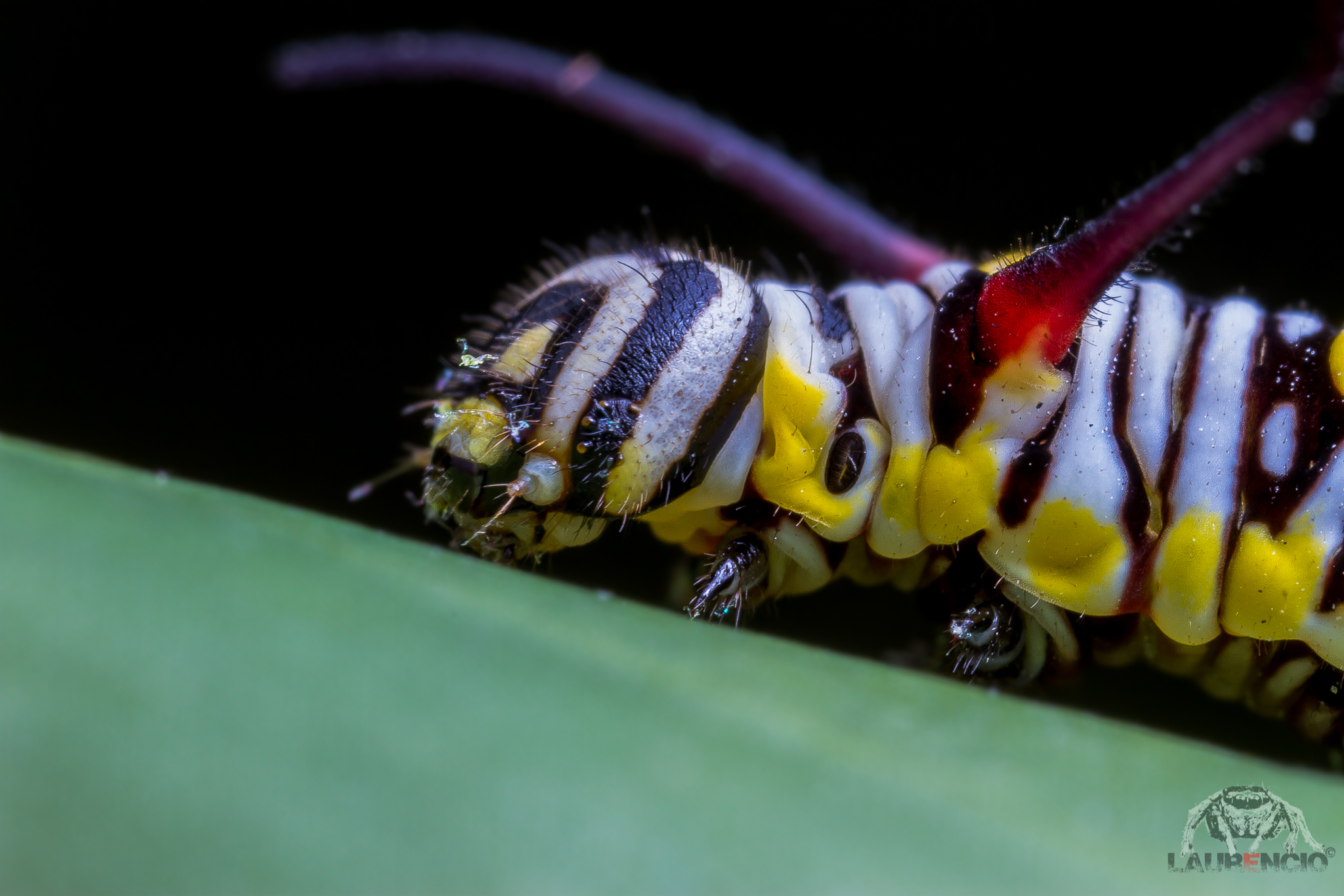 Caterpillar