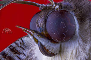 Lyssa Zampa (Swallowtail Moth)