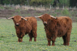 Highland Cow 03