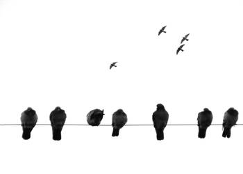 Pigeons + Flight