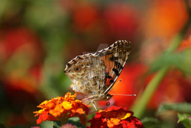 Feeding Painted Lady Butterfly