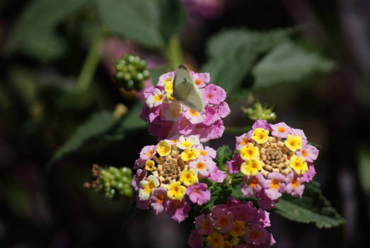 Cabbage White Butterfly