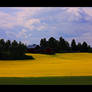 Yellow Field