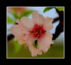 Almond Flowers 014