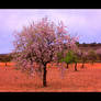 Almond Trees 02