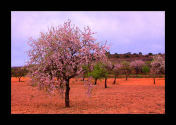 Almond Trees 02