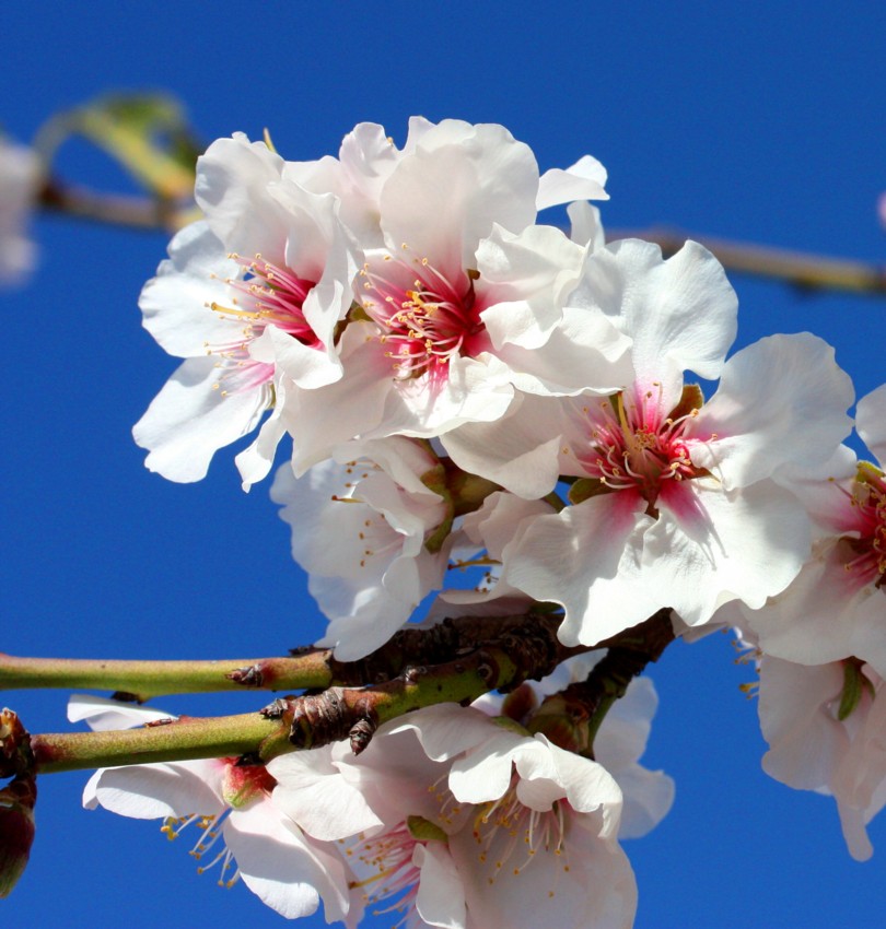 Almond Flowers 3_1