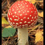 Mushroom 3_1
