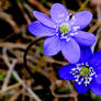 Spring Flowers