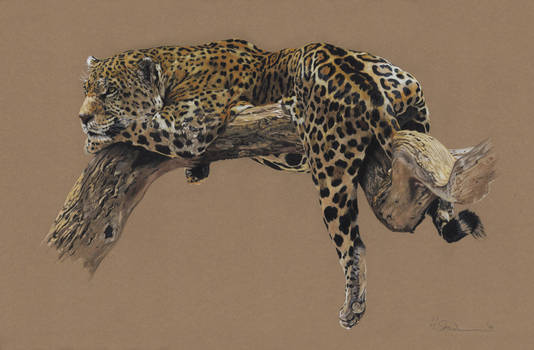 Jaguar (2014)