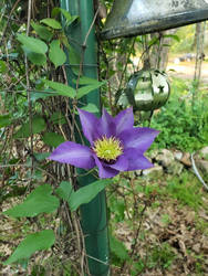 Purple Flower