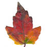 Autumn Leaf