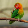 Love Bird