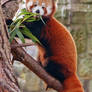 Red Panda