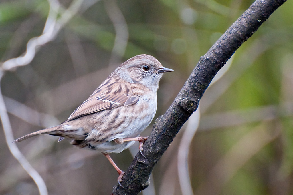 Dunnock 2