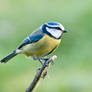 Blue tit 11