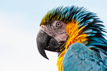 Macaw 2