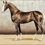 Altair, Akhal tekeXMarwari Stallion