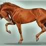 AS Best Friend Trotting