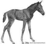 Foal Greyscale - FREE TO USE