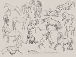 A bunch of horses