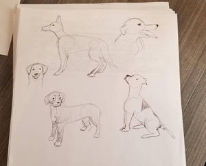 Doggo Doodles