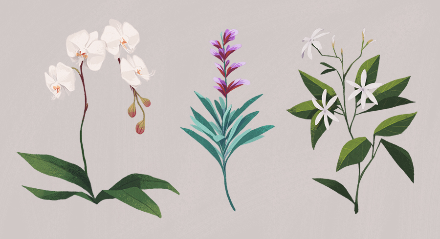 Plant studies