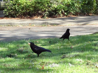 Crows eating Peanuts