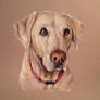 Sandy: 8x10 colored pencil