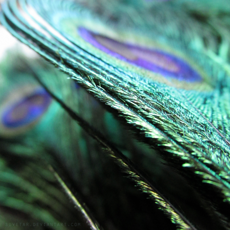 Peacock macro