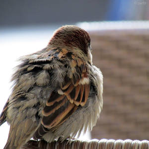 Fluffy Feathers