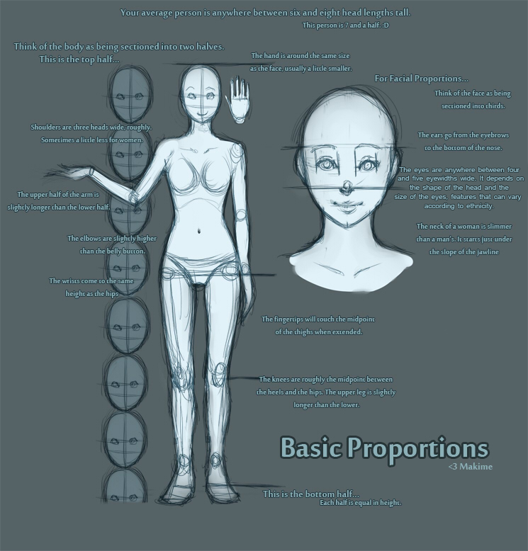 Basic Proportions by Makime