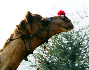 camel with a rose