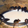 temple rats drinking milk