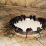 more temple rats drinking milk